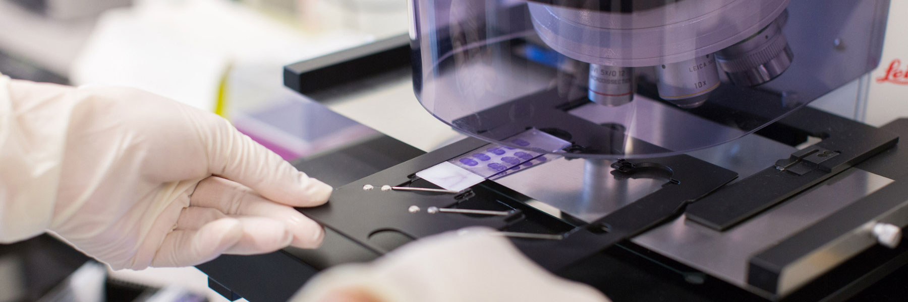 two hands load a microscope slide onto the microscope's stage